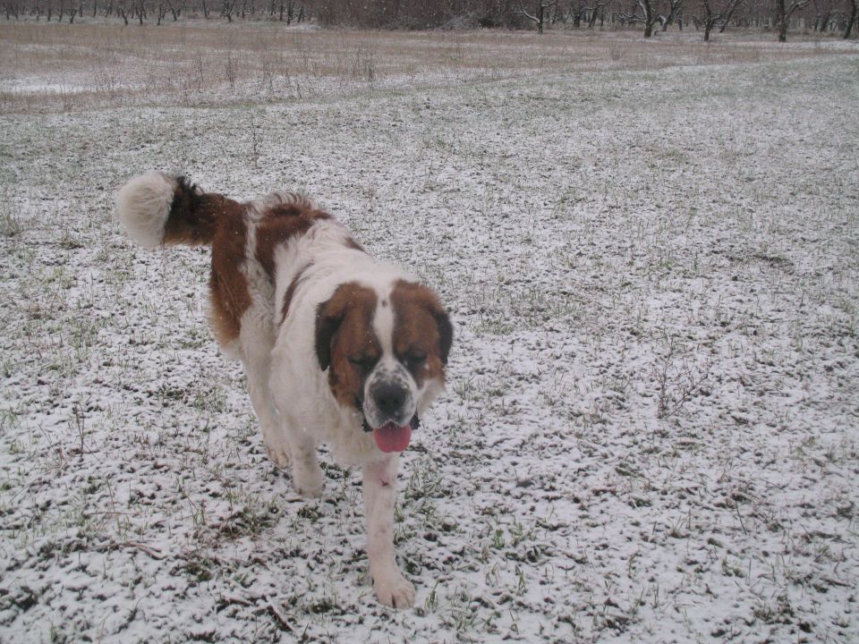 Snežni sprehod  4.1.2010 (Goriška brda) - foto povečava