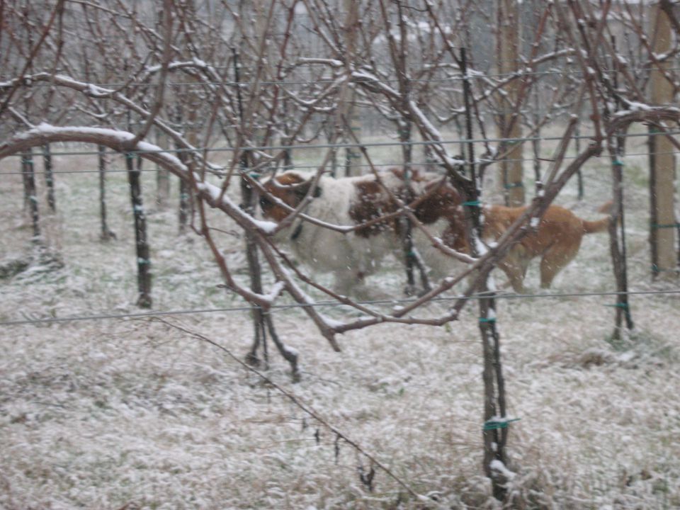 Snežni sprehod  4.1.2010 (Goriška brda) - foto povečava