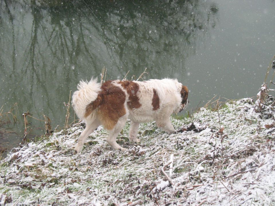 Snežni sprehod  4.1.2010 (Goriška brda) - foto povečava