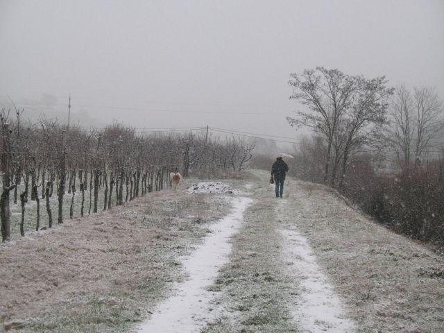 Snežni sprehod  4.1.2010 (Goriška brda) - foto