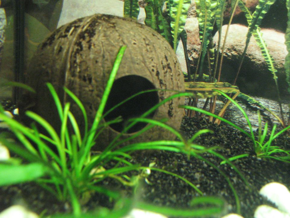 Akvarija - foto povečava