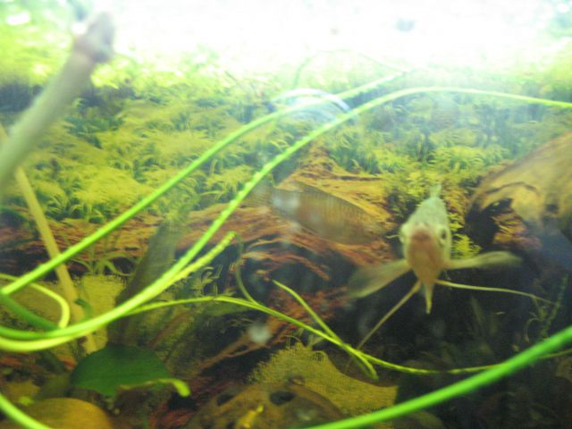 Akvarija - foto
