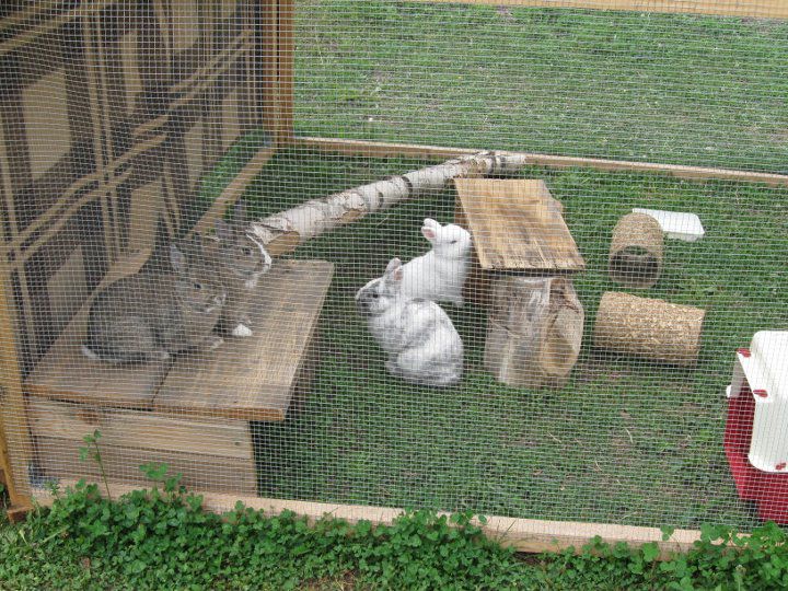 Zajci - foto povečava