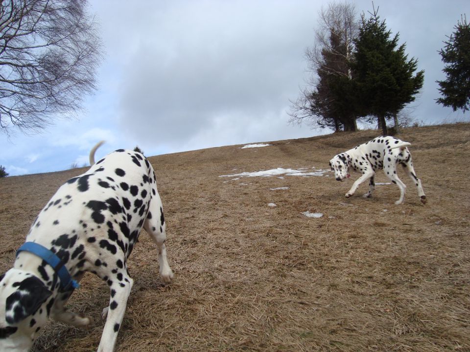 Sali, Vrga - foto povečava