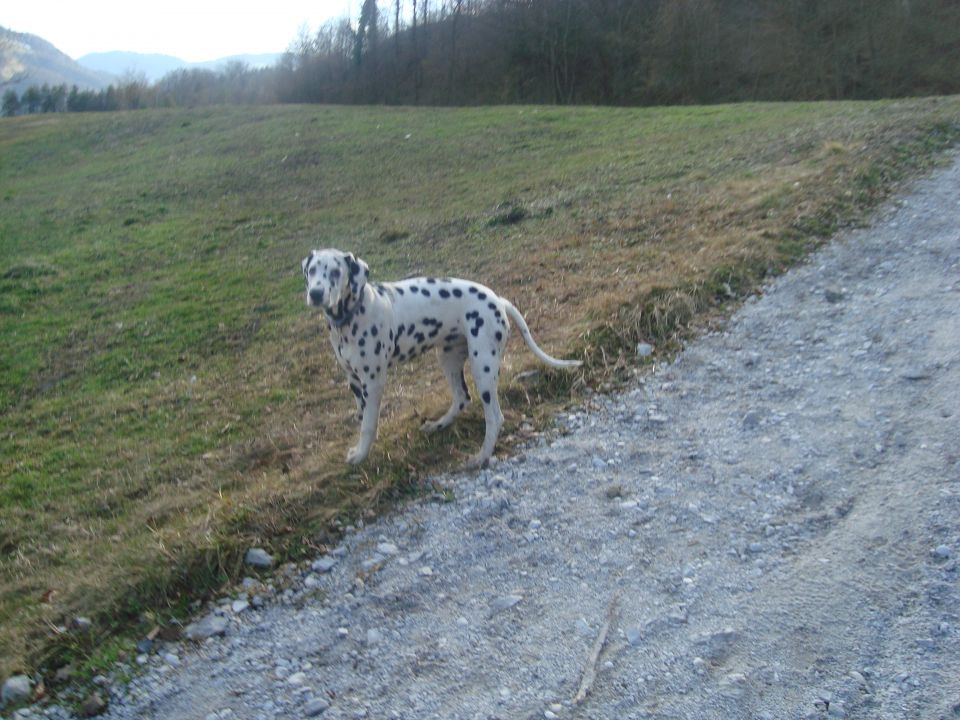 Sali, Vrga - foto povečava