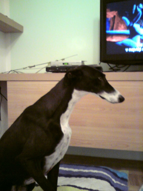 Galgo TAY - foto