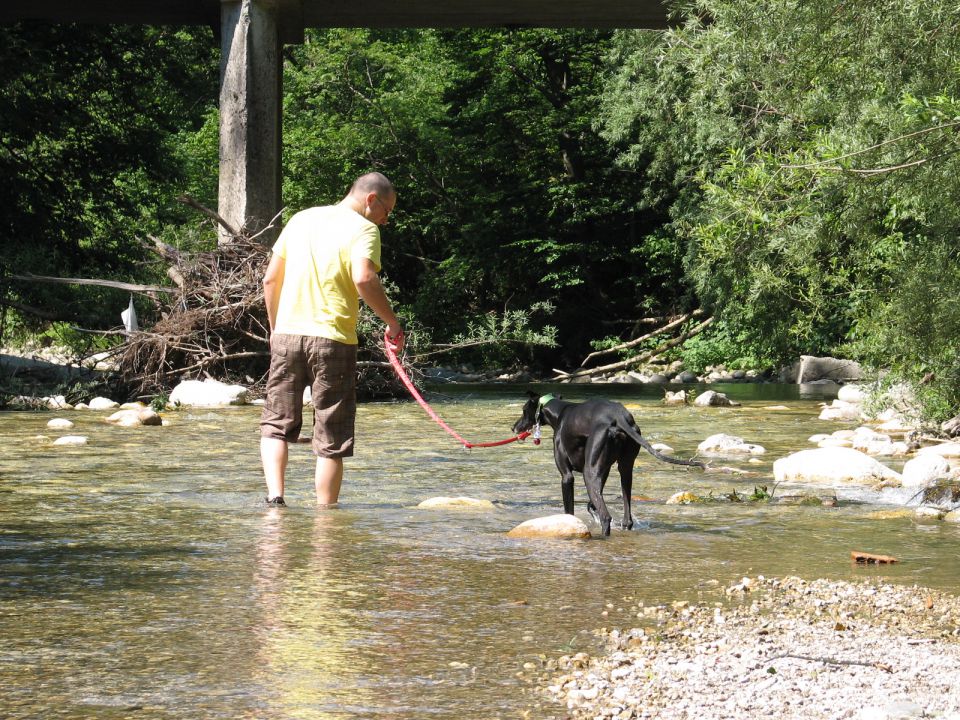 Galgo TAY - foto povečava