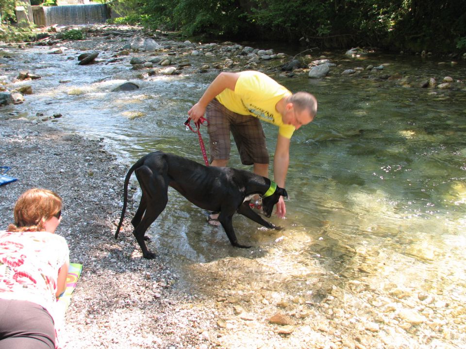 Galgo TAY - foto povečava