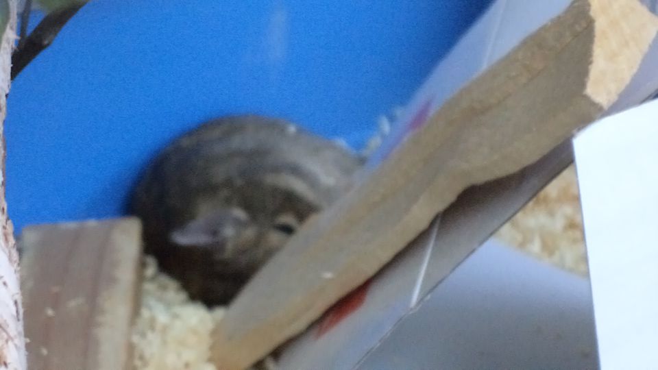 Deguja - foto povečava