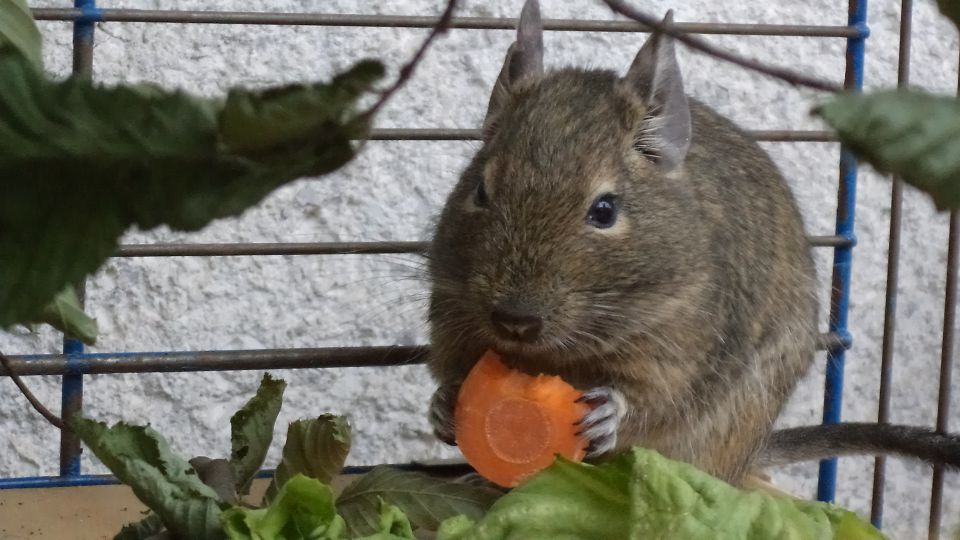 Deguja - foto povečava