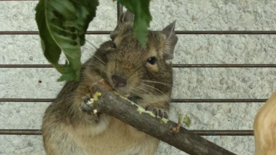 Deguja - foto povečava