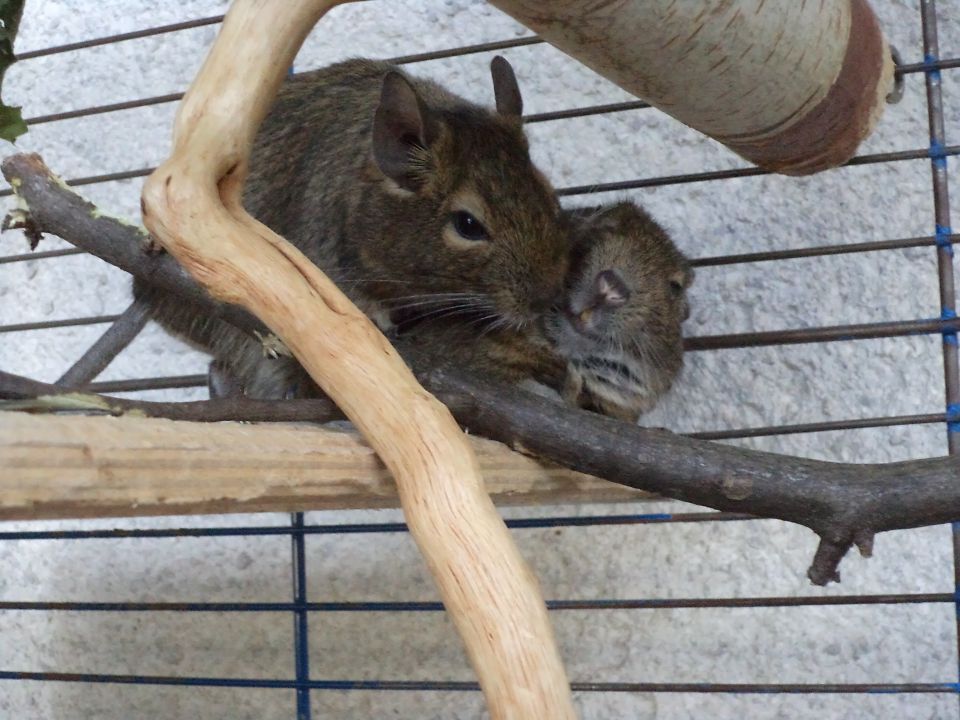 Deguja - foto povečava