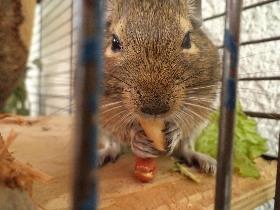Deguja - foto povečava