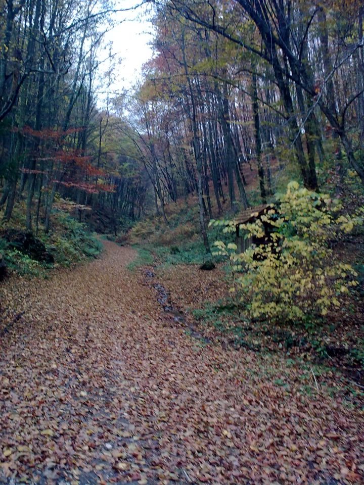 Natura - foto povečava