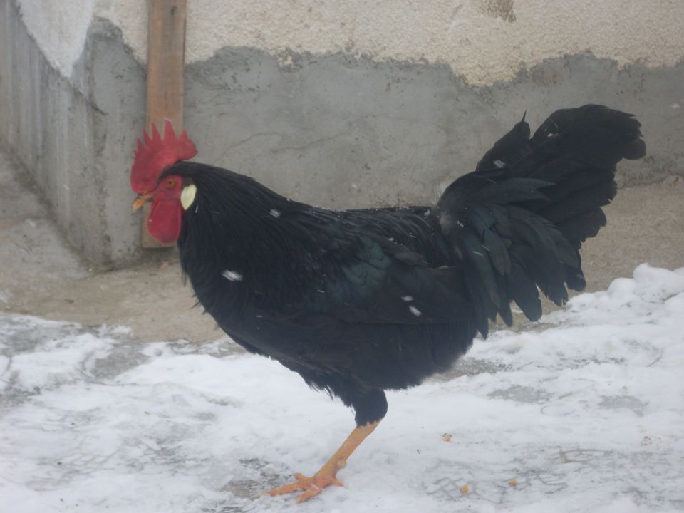 Yaya - foto povečava