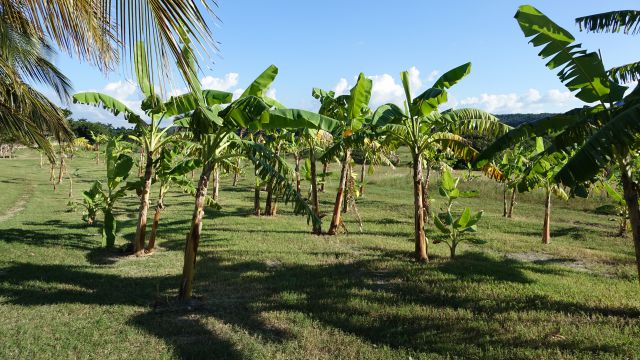 KOPIRANO CUBA, HAVANA, VARADERO - foto