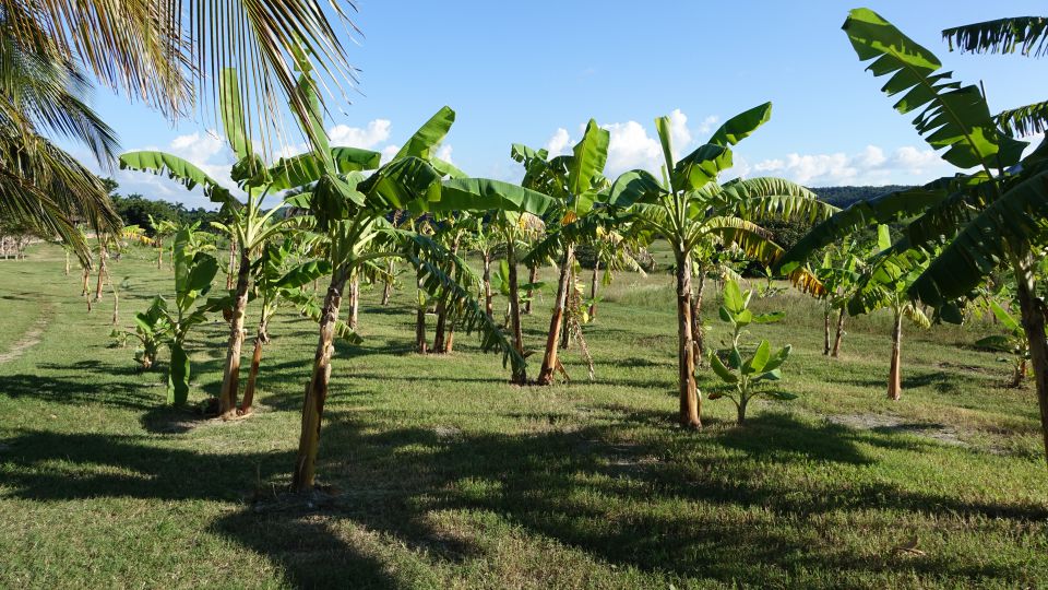 KOPIRANO CUBA, HAVANA, VARADERO - foto povečava