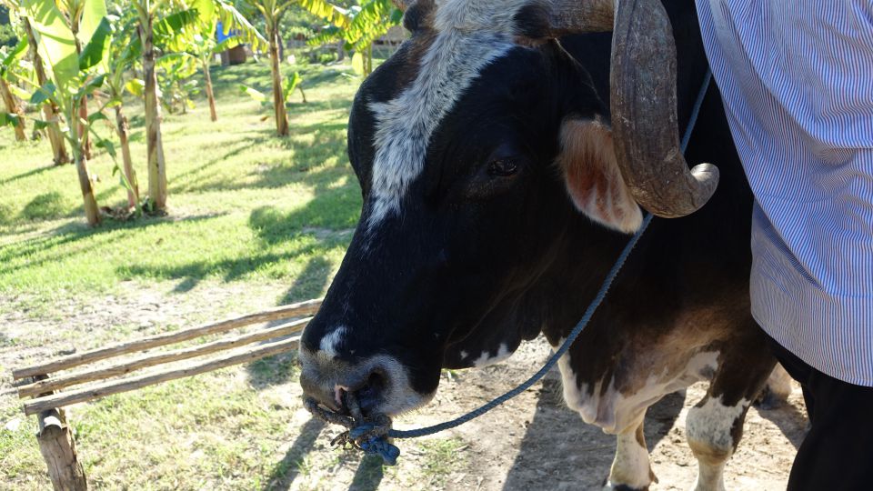 KOPIRANO CUBA, HAVANA, VARADERO - foto povečava