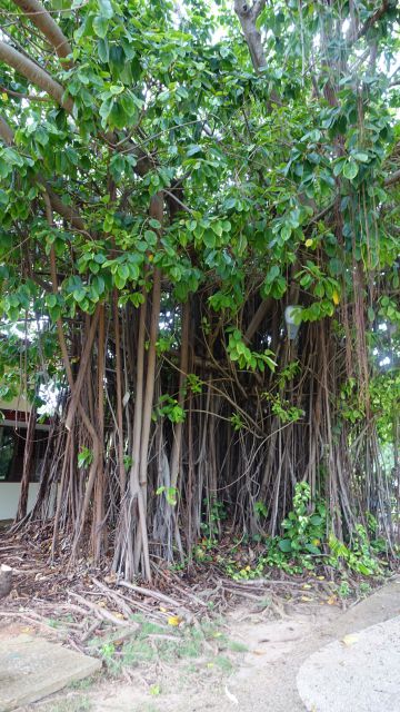 Cuba, prodolzhenie - foto