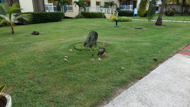 KOPIRANO Cuba, prodolzhenie - foto