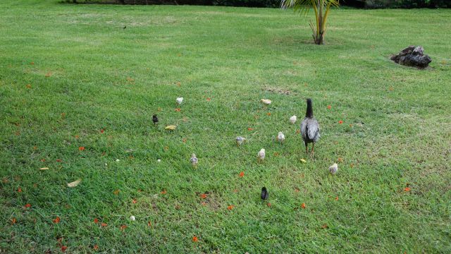 KOPIRANO Cuba, prodolzhenie - foto