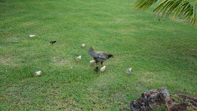 KOPIRANO Cuba, prodolzhenie - foto