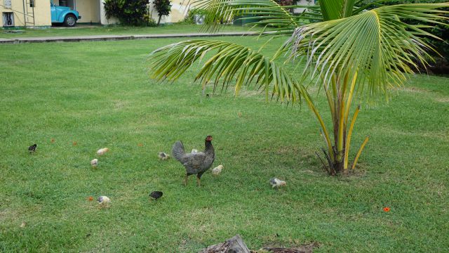 KOPIRANO Cuba, prodolzhenie - foto