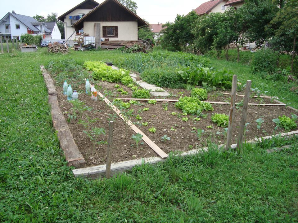 Zelenjava 5.6.2011 - foto povečava