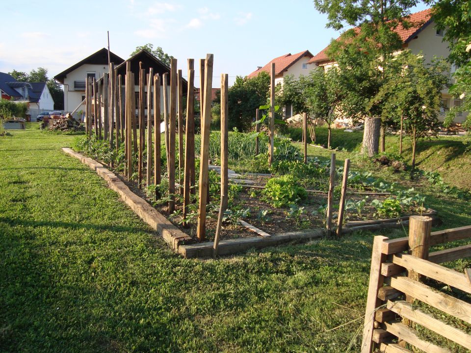 Zelenjava 11.06.2011 - foto povečava