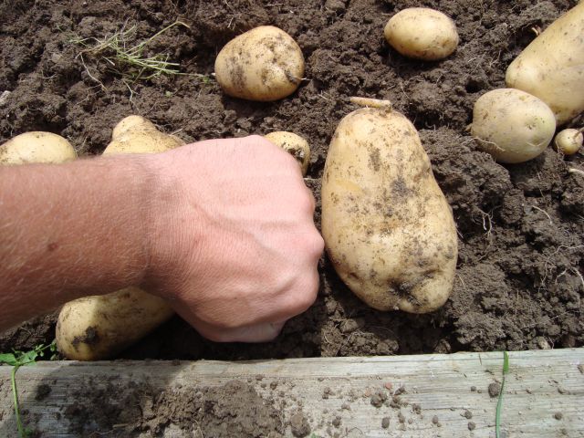 Krompir in česen 1.7.2011 - foto