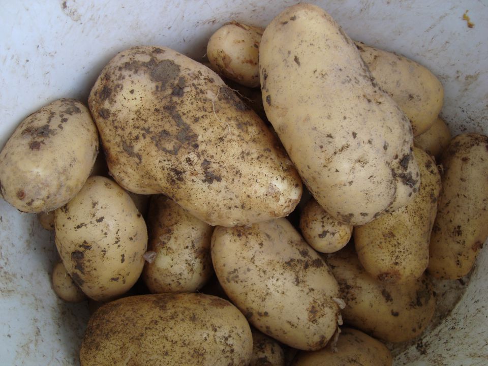 krompir v hobuku