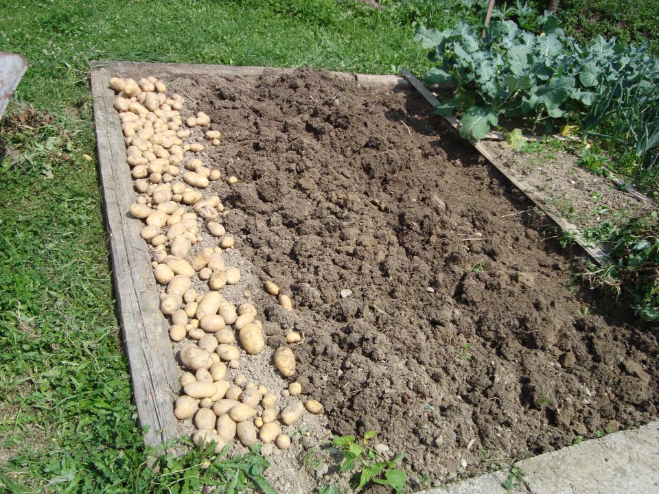 Krompir 2011