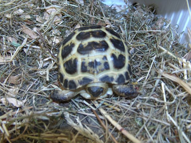 Kalašnikov - ruska želva
