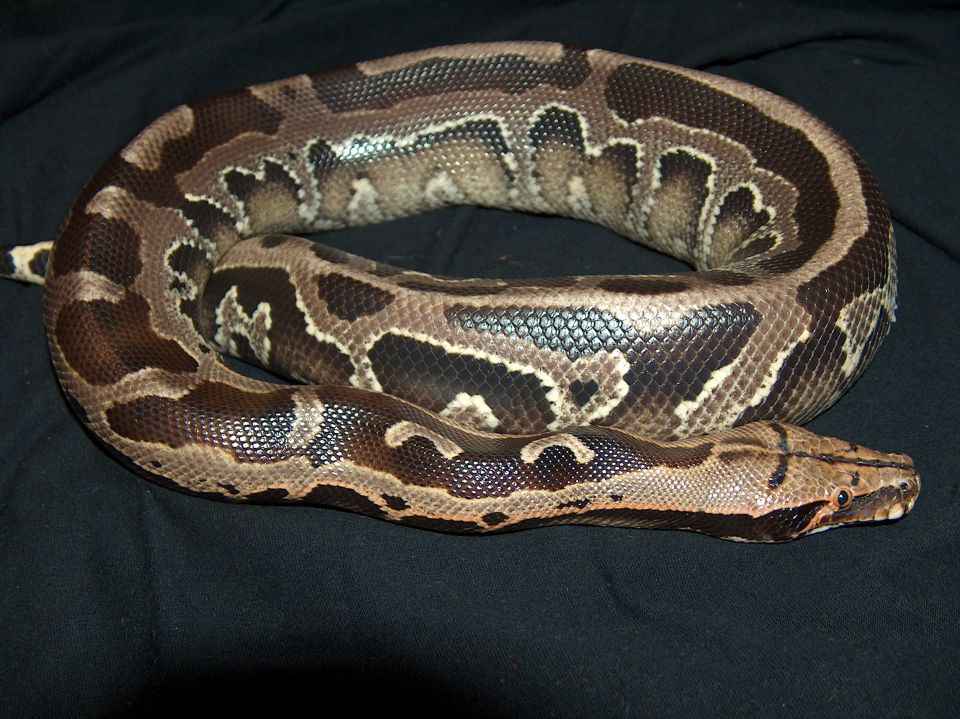 kratkorepi piton (Python curtus breitensteini) - samica