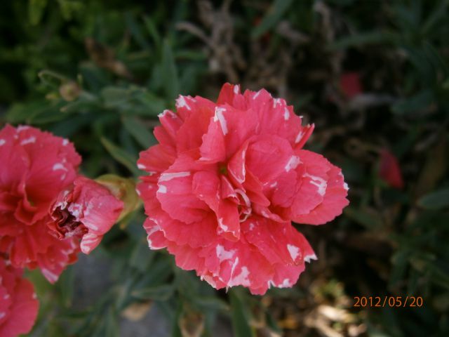 Rože 2 - foto