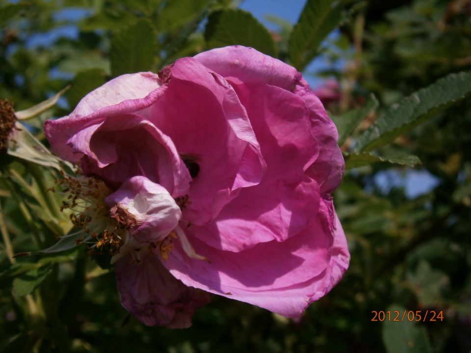 Rože 2 - foto povečava