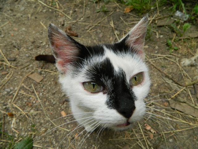 Mačke:) - foto