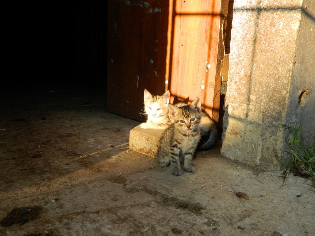 Mačke:) - foto