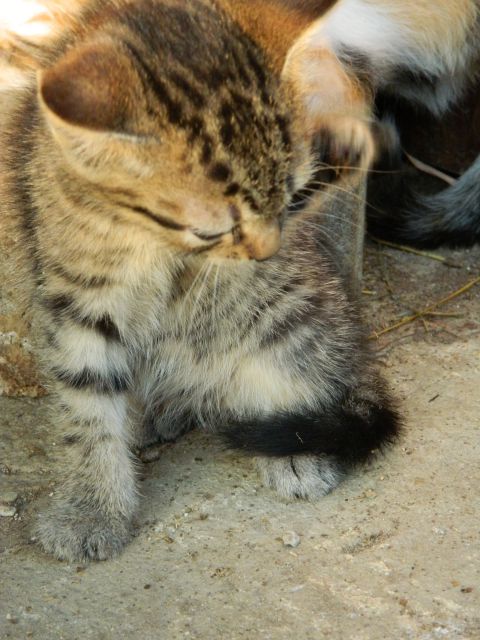 Mačke:) - foto