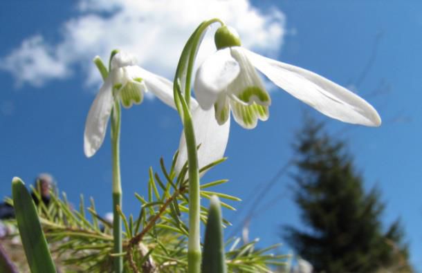 žvončki - foto