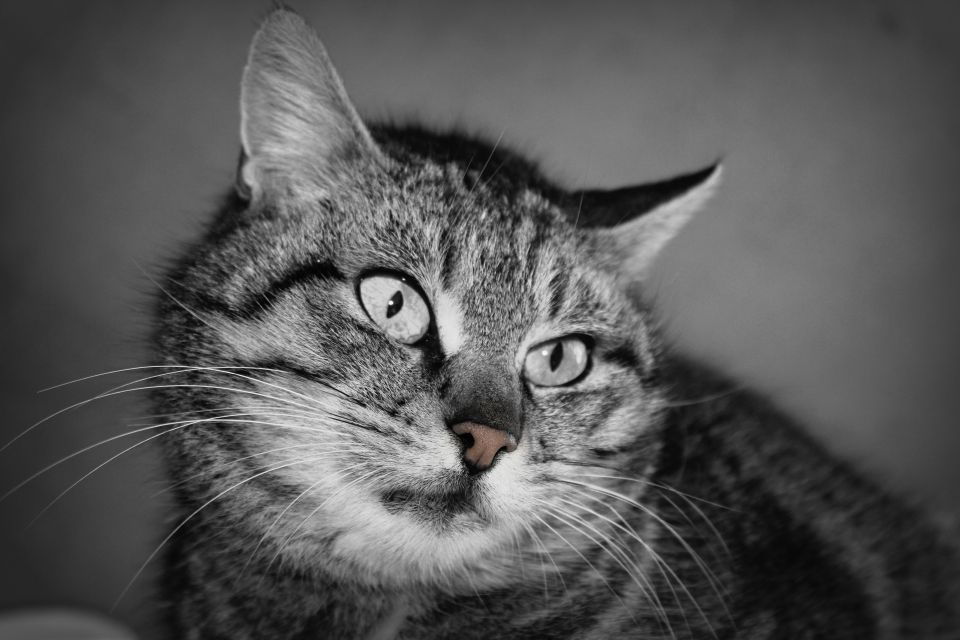 Mačja potrpežljivost