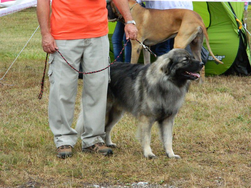 Cac trbovlje, 30.8.2013 - foto povečava