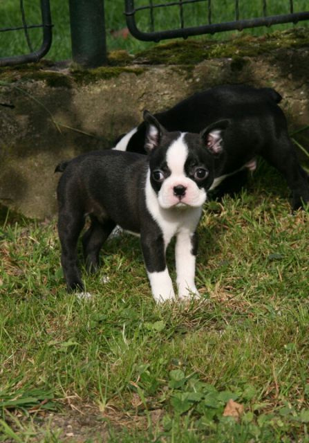 Boston Terrier - foto