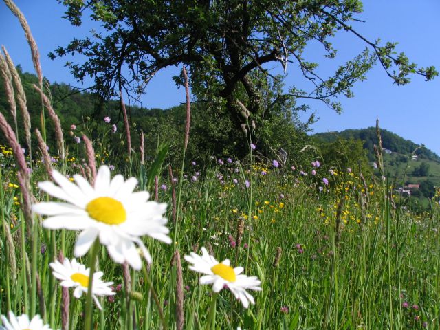 Travnik v svoji lepoti
