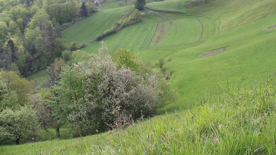 Narava - foto povečava