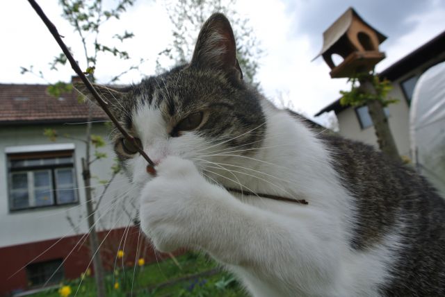 Smuk - foto