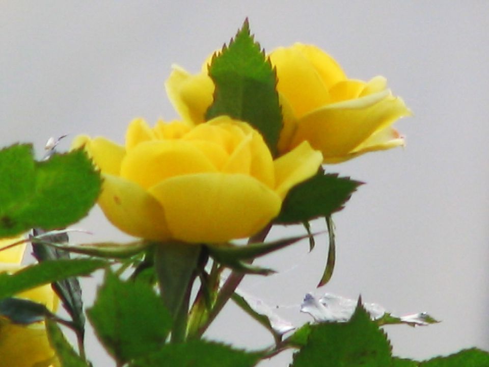 Vrtne in druge cvetke - foto povečava