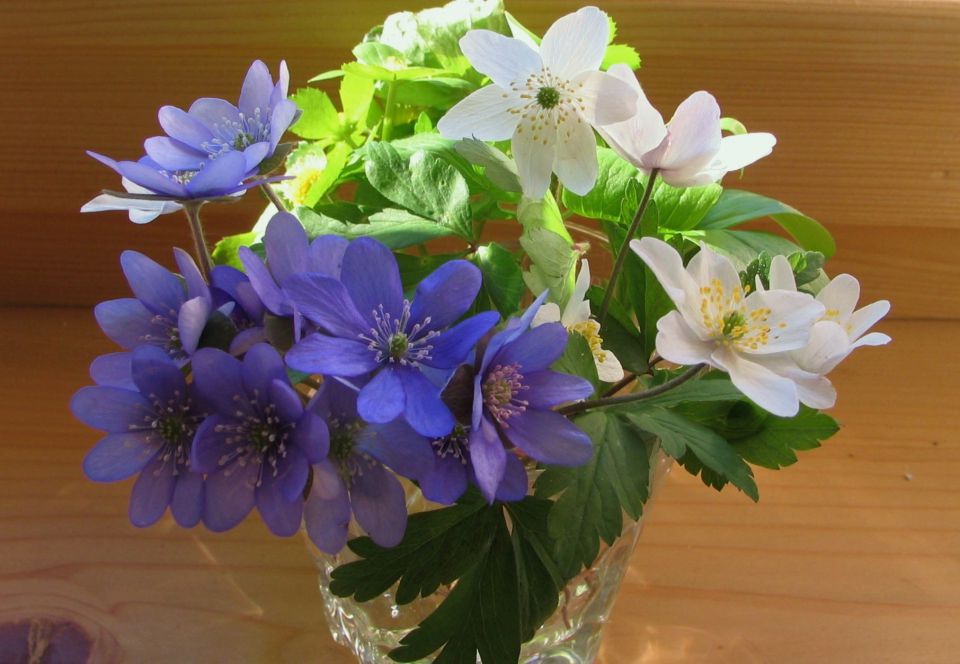 Vrtne in druge cvetke - foto povečava