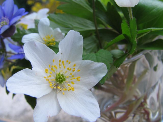 Vrtne in druge cvetke - foto