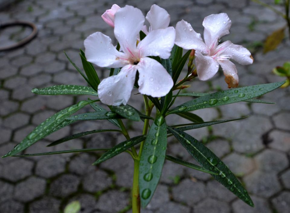 Cvetje skozi leto - foto povečava